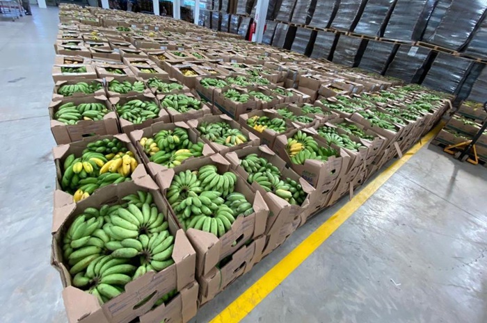 Produção de bananas cresce no Amazonas