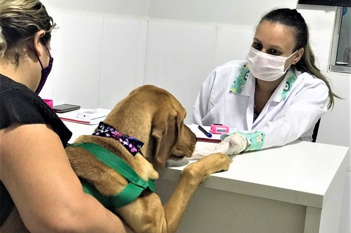 Cuidados com os pets vão a um novo patamar Cuidados com os pets vão a um novo patamar