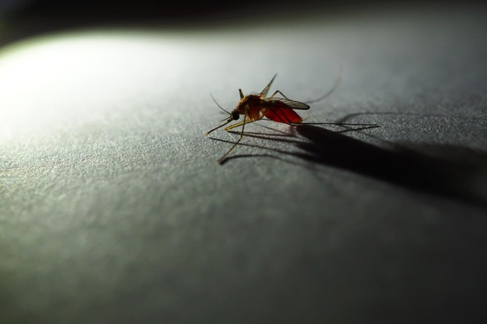 Rede municipal registra redução de 8,7% nos casos de malária