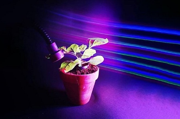 Plantas controladas com luz