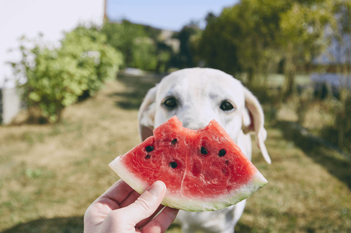 Você costuma dar frutas para o seu pet? Saiba quais ele pode comer