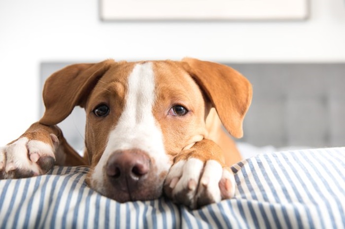 Cães: Fique alerta para episódios  frequentes de sangramentos pelo nariz