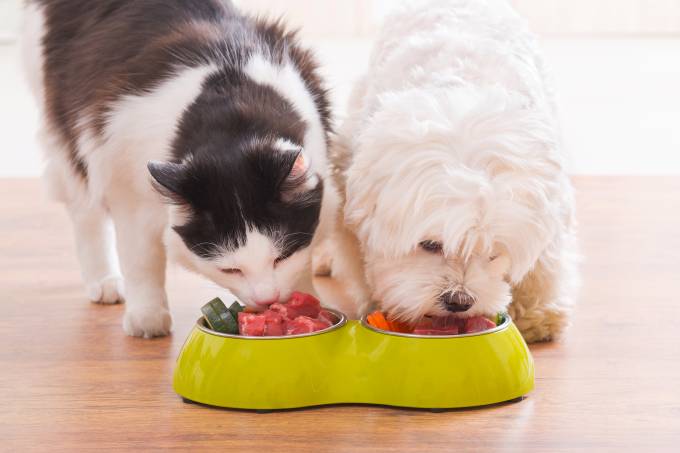 Você gosta de ter plantas em casa? Cuidado para não causar intoxicação em seu pet - Foto 2 comer doce