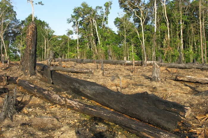 AGU bloqueia bens de desmatadores em Mato Grosso