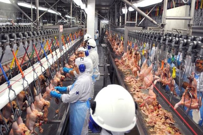 Ministra descarta risco à exportação brasileira de frangos