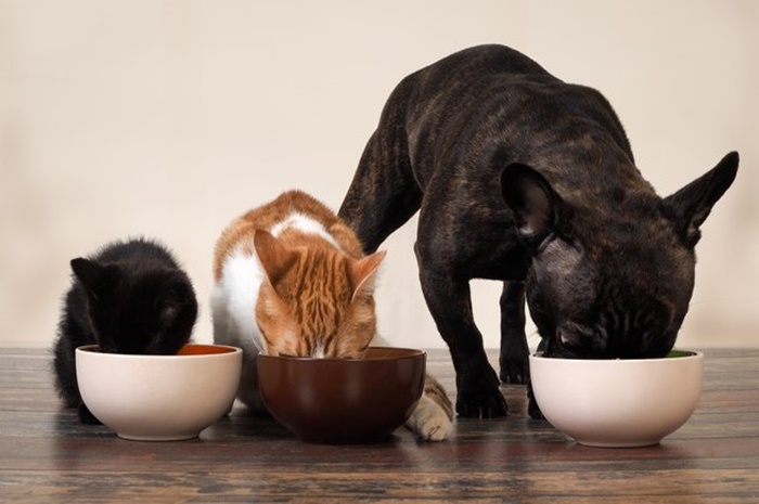 Você controla a alimentação de seu pet?  Bons hábitos podem prevenir doenças