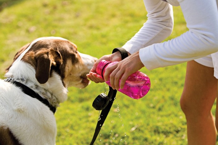 Doenças: Pets sentem o impacto do calor. Você precisa redobrar os cuidados
