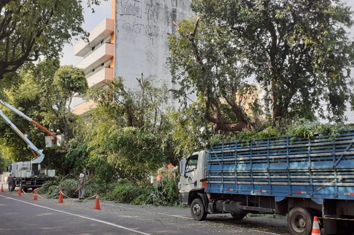 Manejo da arborização urbana de Manaus segue para o Centro