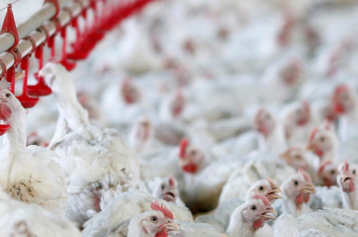 Vírus em embalagens de frangos não é motivo de alarme, diz OMS