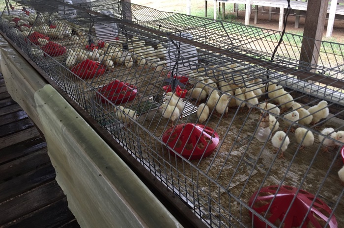 Produção pecuária no AM avança em avicultura e suinocultura