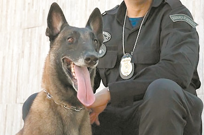 Cães policiais no AM repetem a mesma façanha do lendário Rin-Tin-Tin do cinema