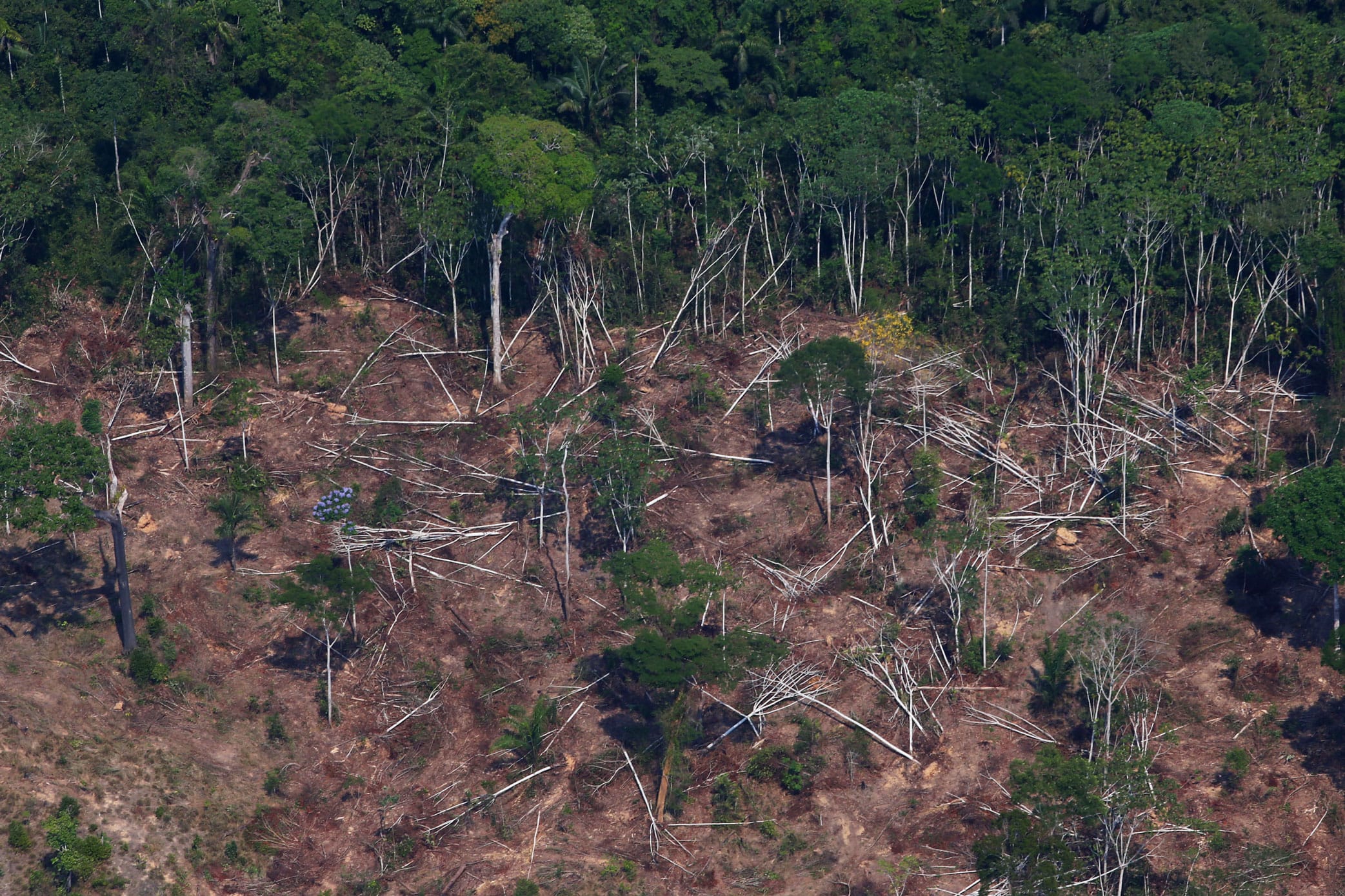 Desmatamento cresce, mas PIB agropecuário permanece negativo