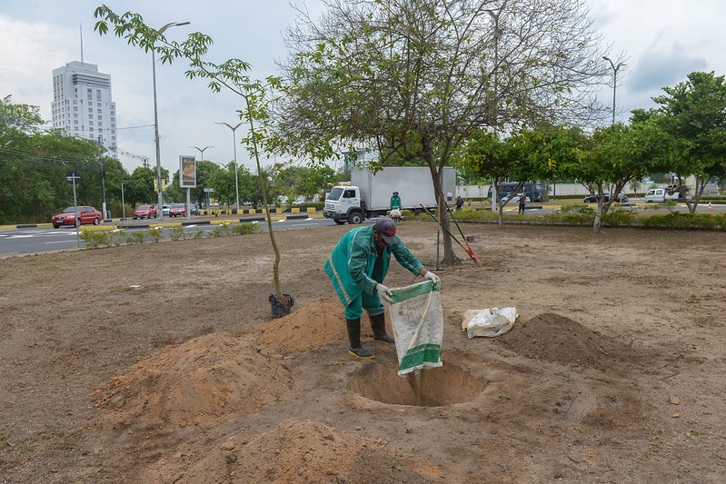 Plantio de sumaumeiras marca o ‘Dia Nacional da Árvore’ em Manaus