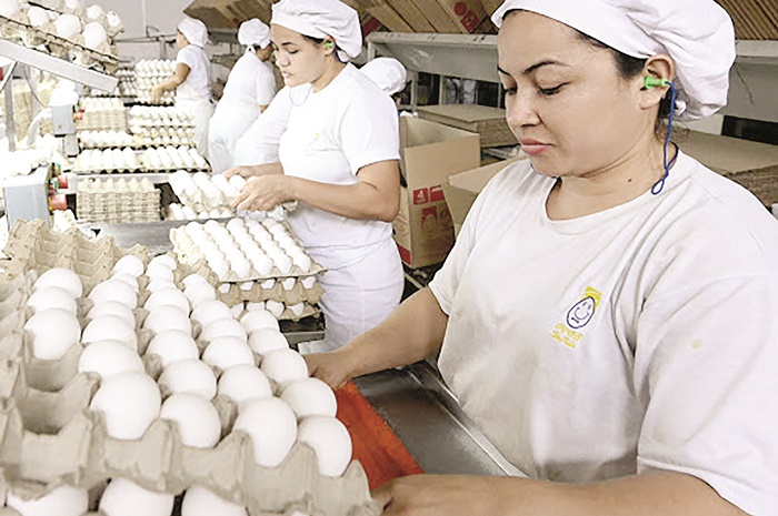 Produção de ovos totaliza 63 milhões de dúzias no AM em 2019