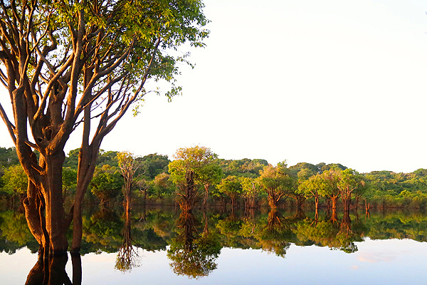 Estudo sugere que conservação na Amazônia deve priorizar o ambiente aquático