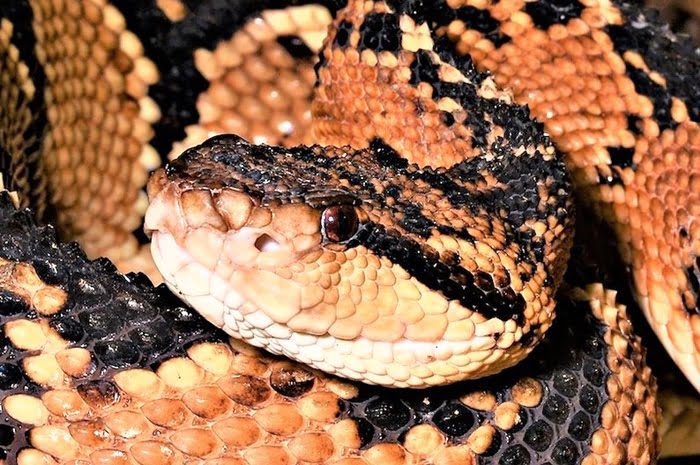 Dr. Wuelton Monteiro aponta risco com cobras no Amazonas