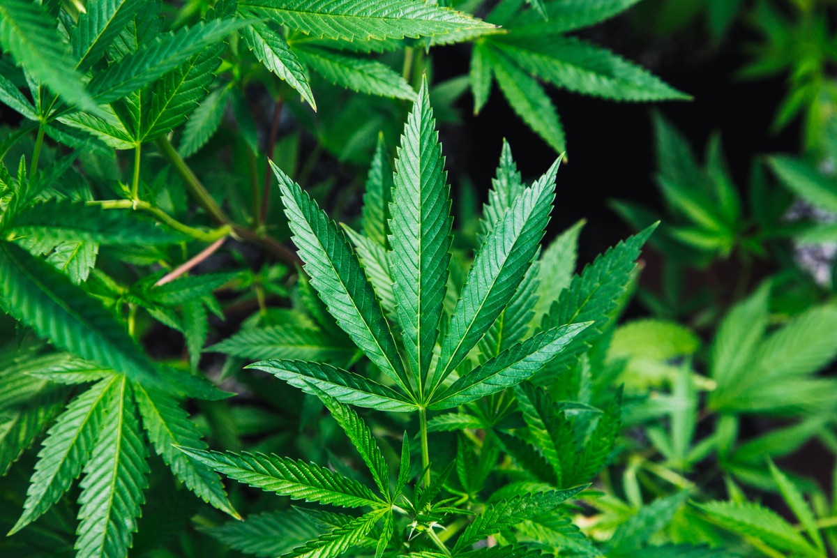 O polêmico caso do uso medicinal da cannabis