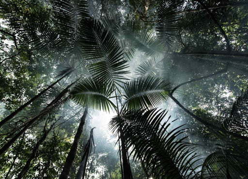 Amazônia e Economia: é possível conciliar?