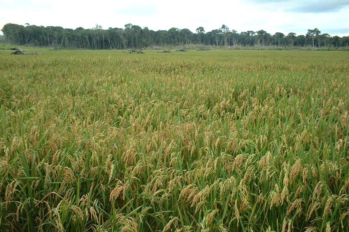 Safra de grãos com avaliação de queda no Amazonas