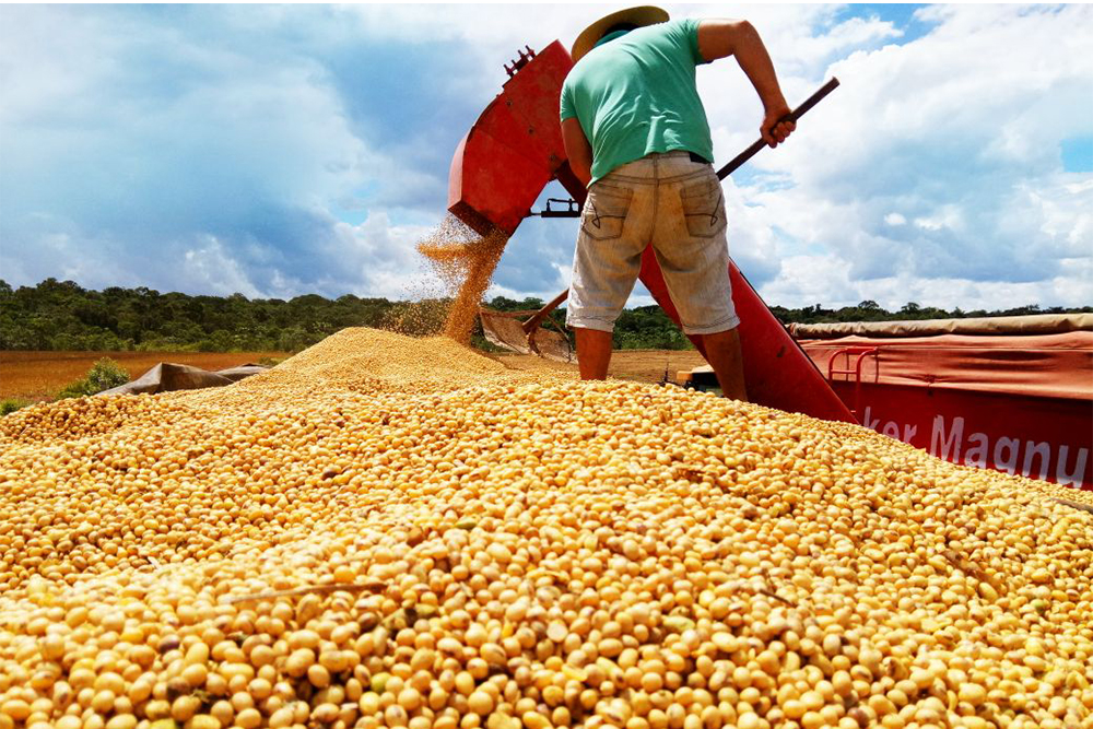 Estimativa de queda menor na safra de grãos no Amazonas