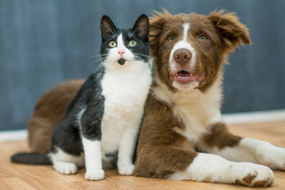 Se você costuma dar anticoncepcional para gatas e cadelas, fique alerta