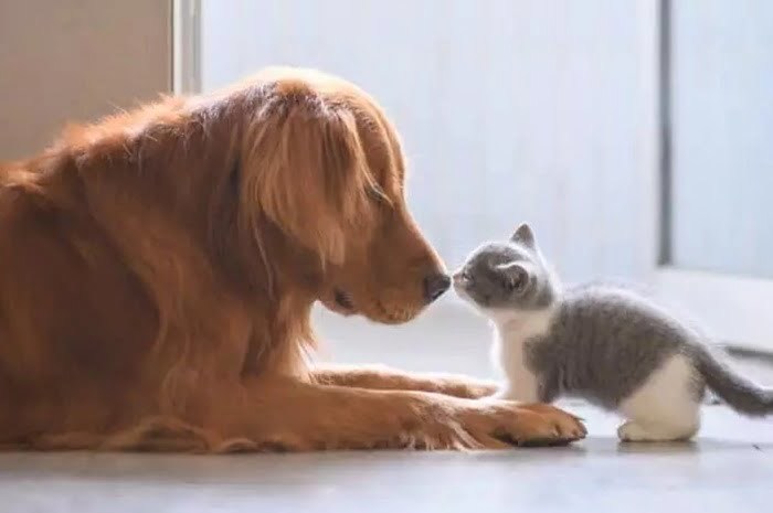 Pets: Ajude o seu melhor amigo a não ter câncer. Invista cada mais na prevenção