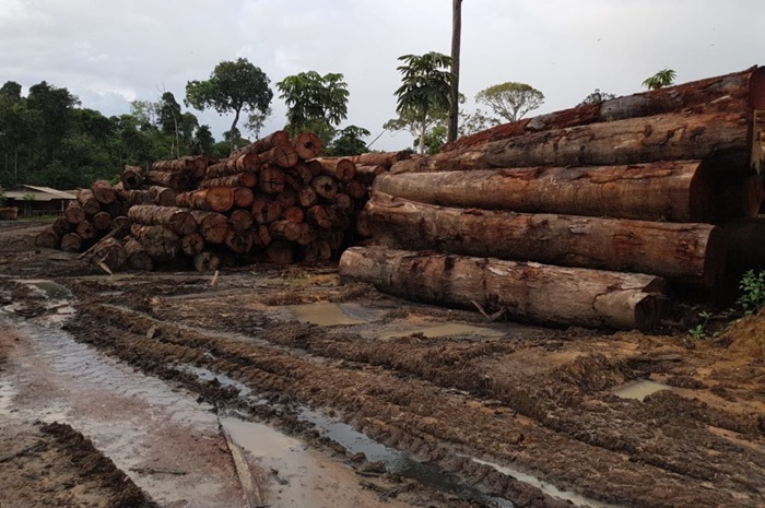 MPF e EUA articulam devolução de madeira da Amazônia