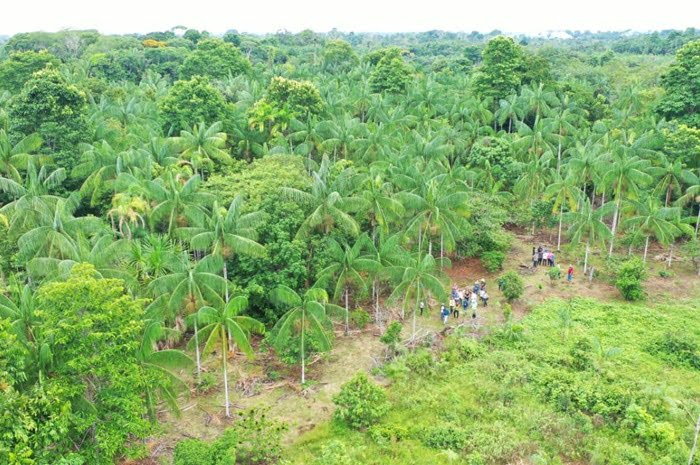 Sepror e Idam incentivam bioeconomia no programa ‘Amazonas Mais Verde’