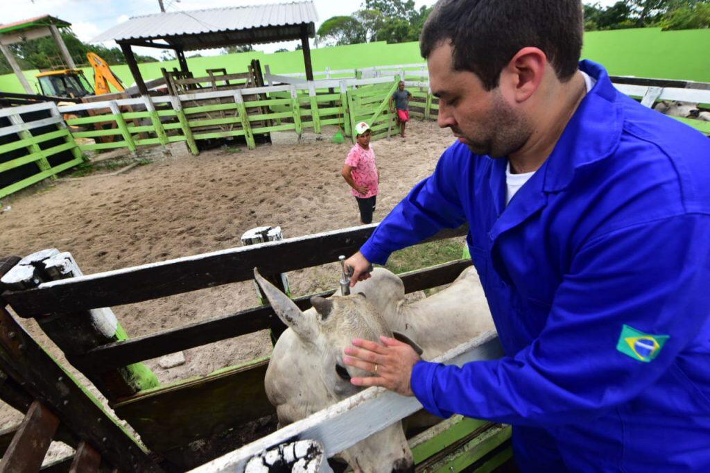 Amazonas obtém elevados índices de vacinação contra a febre aftosa em 2020