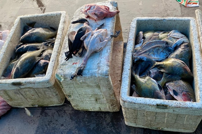 Base Arpão prende dono de embarcação e apreende 670 quilos de pescado ilegal