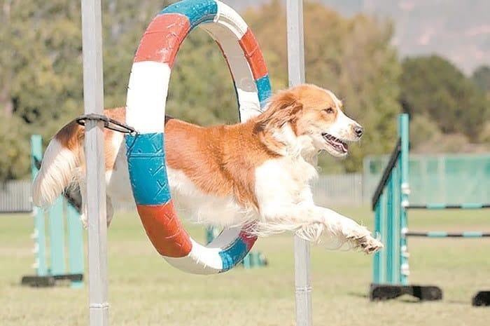Pandemia: Mais tempo em casa exige rotina de exercícios para pets não ganharem peso Pandemia: Mais tempo em casa exige rotina de exercícios para pets não ganharem peso