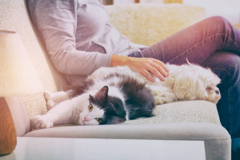 Pets: Você precisa redobrar os cuidados na pandemia. A melhor prevenção é ficar em casa Pets: Você precisa redobrar os cuidados na pandemia. A melhor prevenção é ficar em casa