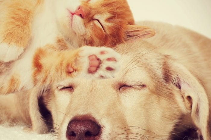 A pandemia veio de novo pra valer. É hora de sair menos com os pets A pandemia veio de novo pra valer. É hora de sair menos com os pets