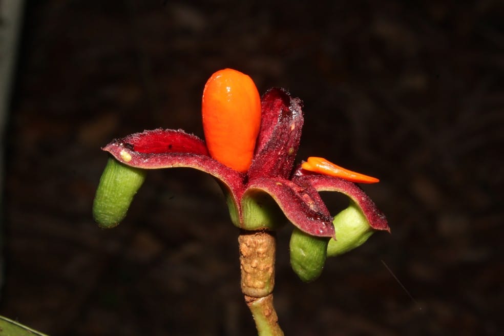 Pesquisadores descobrem planta nativa da Amazônia que já está ameaçada de extinção - lanta amazonica Pesquisadores descobrem planta nativa da Amazônia que já está ameaçada de extinção - lanta amazonica
