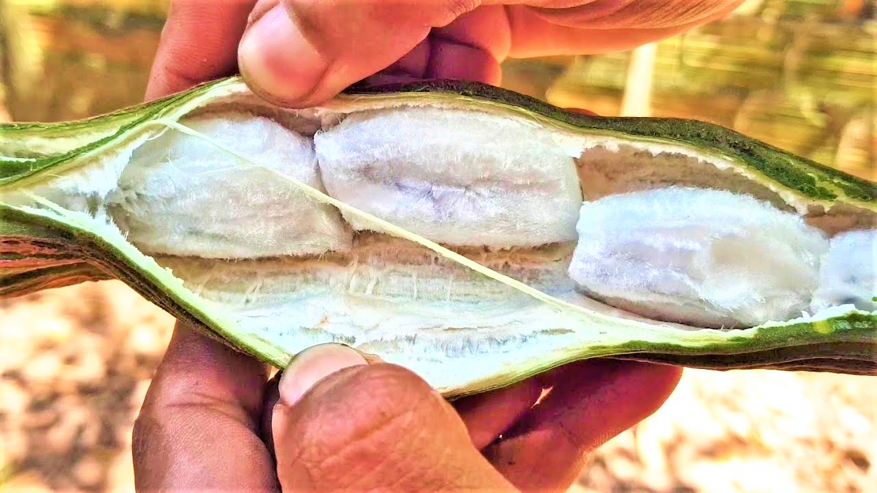 O coringa ingá-cipó é da Amazônia - 0103 B1b 1 O coringa ingá-cipó é da Amazônia - 0103 B1b 1