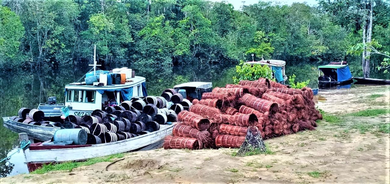 Fibra da piaçaba que só tem na Amazônia - 2103 B1d Fibra da piaçaba que só tem na Amazônia - 2103 B1d