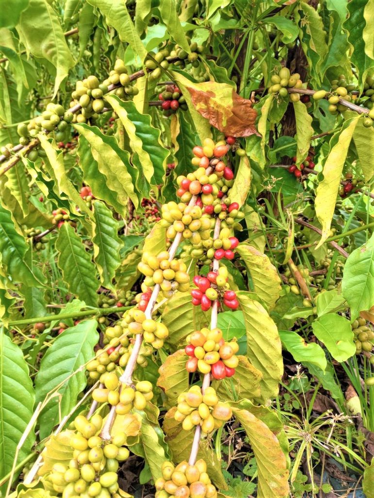 Produção de café se destaca na Amazônia - 3105 A2a Produção de café se destaca na Amazônia - 3105 A2a