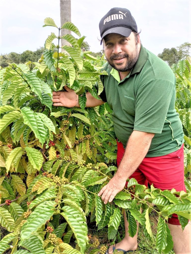 Produção de café se destaca na Amazônia - 3105 A2aa Produção de café se destaca na Amazônia - 3105 A2aa