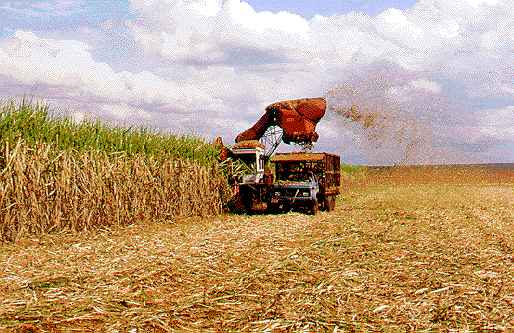 <em>Produção agrícola do Amazonas deve ser menor neste ano, segundo dados do IBGE e da Conab&nbsp;</em> - 1807 A5