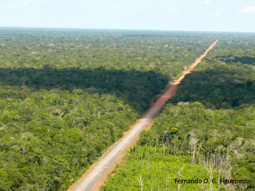 Ibama concede licença prévia para as obras do chamado "trecho do meio" da BR-319 - 2907 A5