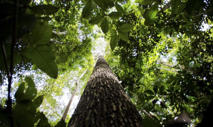 Bioma amazônico tem 30 a 40 mil espécies só de plantas, mostra estudo￼ - floresta amazonica211016ebc0667 696x416 1
