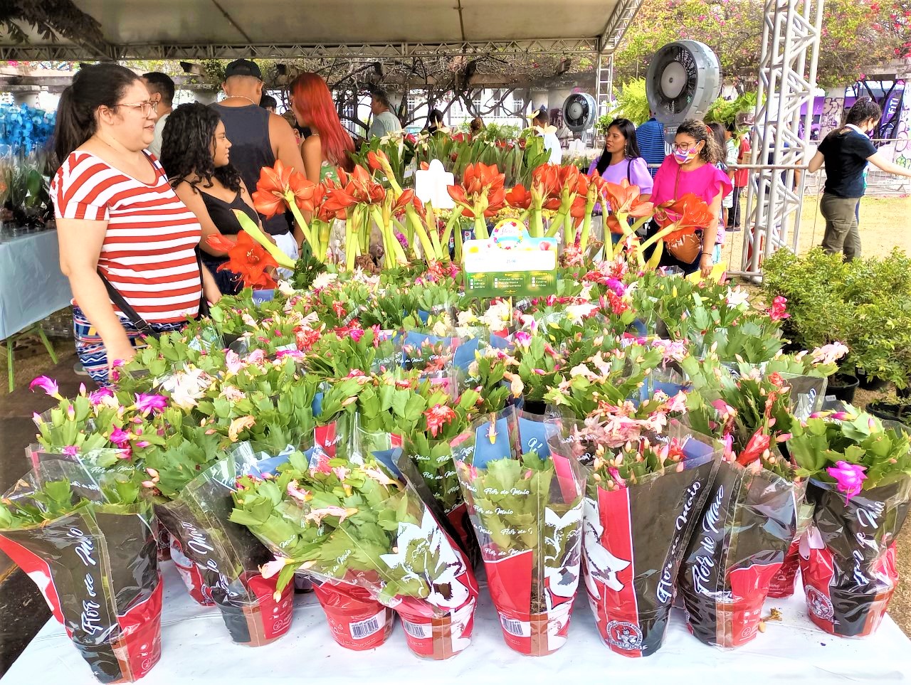 <strong>Flores para embelezar a praça</strong> - 2009 B8a