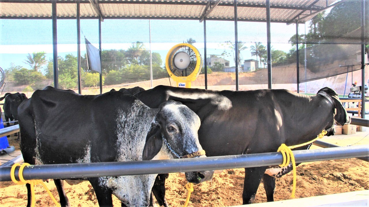 <strong>Agronegócios de volta à Nilton Lins</strong> - 2309 A2bb
