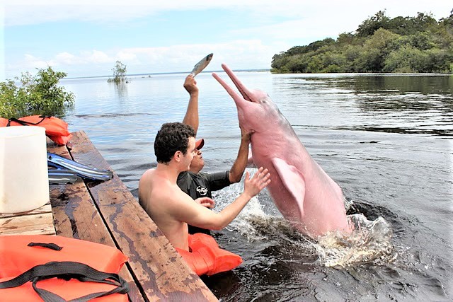 <strong>Botos da Amazônia ainda ameaçados</strong> - 2609 B2a <strong>Botos da Amazônia ainda ameaçados</strong> - 2609 B2a