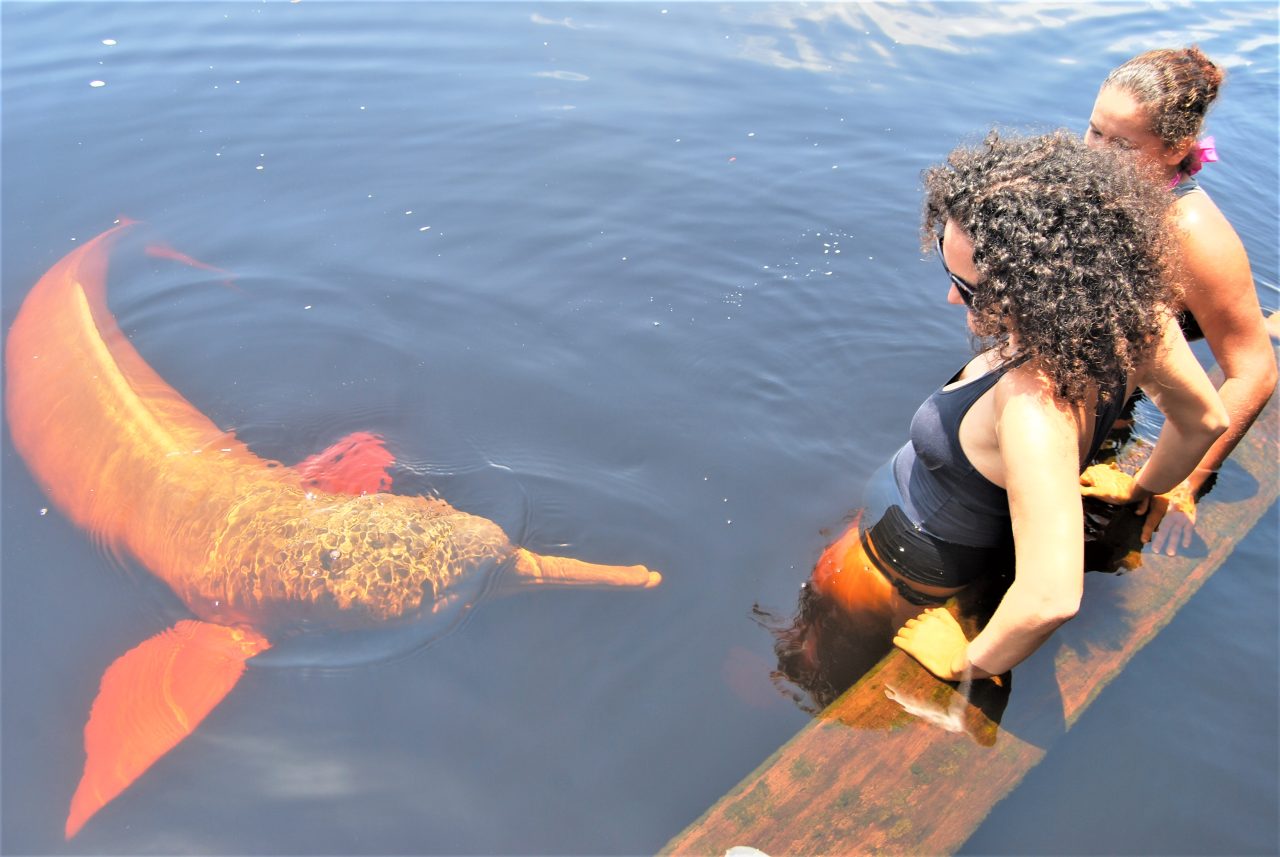 <strong>Botos da Amazônia ainda ameaçados</strong> - 2609 B2c <strong>Botos da Amazônia ainda ameaçados</strong> - 2609 B2c
