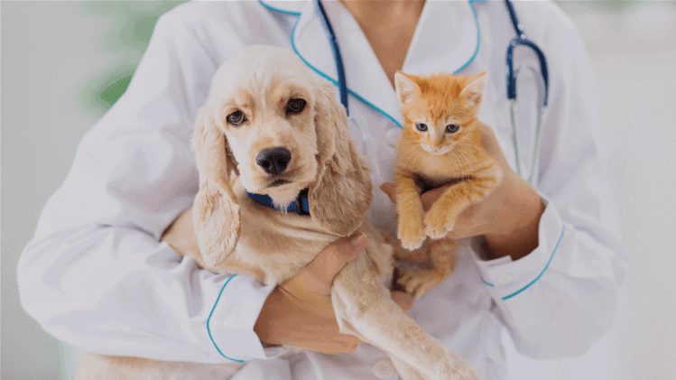 <strong>Sabe, aqueles produtos em casa? Seu pet corre risco de intoxicação!</strong> - Foto 1 pets <strong>Sabe, aqueles produtos em casa? Seu pet corre risco de intoxicação!</strong> - Foto 1 pets