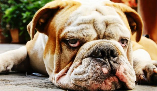 <strong>Sabe, aqueles produtos em casa? Seu pet corre risco de intoxicação!</strong> - Foto 2 derma incomoda <strong>Sabe, aqueles produtos em casa? Seu pet corre risco de intoxicação!</strong> - Foto 2 derma incomoda