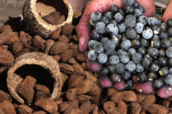 Amazonas é o maior produtor de castanha e o segundo em cultivo de açaí - 0210 A4a