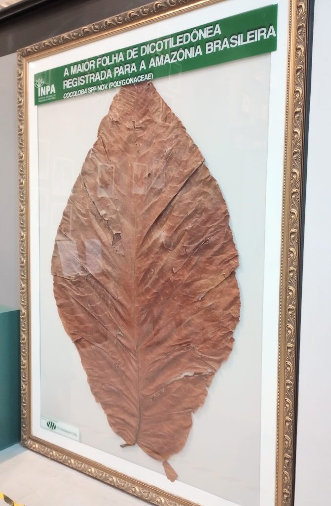 <strong>Bosque volta a receber o público</strong> - 1810 B1b