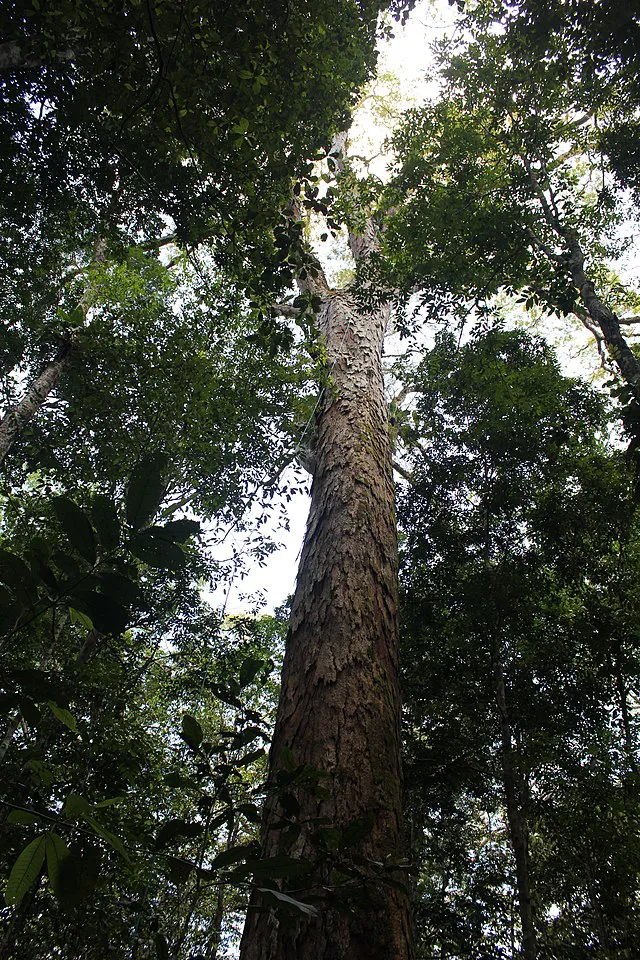Maior árvore da Amazônia é alcançada por cientistas brasileiros - arvore angelim Maior árvore da Amazônia é alcançada por cientistas brasileiros - arvore angelim